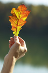 Autumn leaf