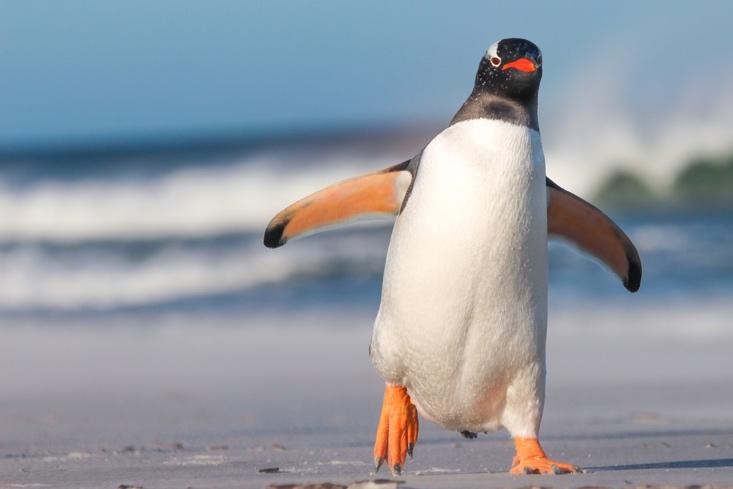 Cute Penguin Walking on Beach
