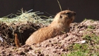 Ground hog coming out of its hole
