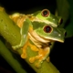 Tree frogs in the rain forest
