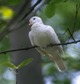 bird in tree