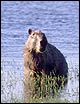 Capybara