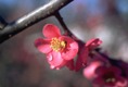Cherry 
blossoms