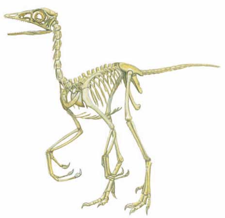 archaeopteryx skeleton