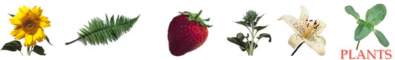 Click here for Plants clip art