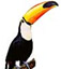 Bird clip art