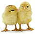 Easter clip art