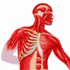Human Body clip art