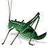 Insect clip art