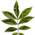 Plant clip art