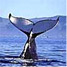 Aquatic Animals clip art