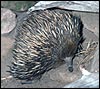 Echidna