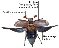 http://i.infopls.com/images/ency110insect001.jpg