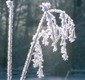 Plants in winter with frost on them