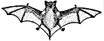 bat icon