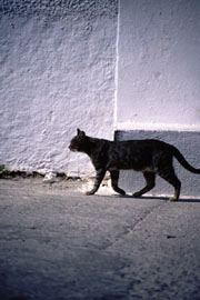 wandering cat