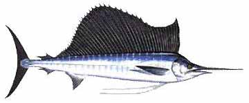 Indo-Pacific sailfish