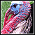Wild Turkey