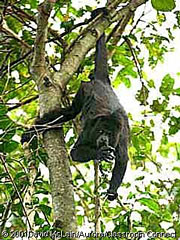 A howler monkey hangs upside down while eating a leaf. Despite having large canine teeth, howler monkeys are strict vegetarians.