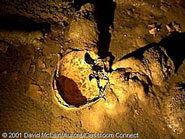 The skull of a Maya man who was perhaps sacrificed in the cave over a thousand years ago.