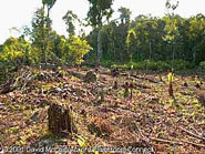 This is an example of rainforest cleared to make way for a homestead. 