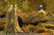 Stephanie takes notes on a giant tree felled to make way for farmland. 