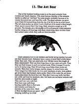 Anteater Reading Passage