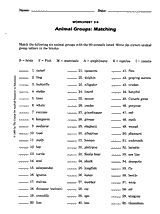 Animal Groups Matching