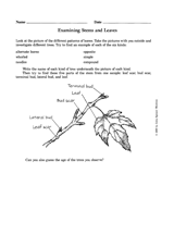 Examining Stems and Leaves