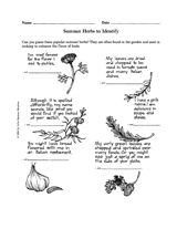 Summer Herbs to Identify