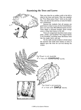 Examining the Trees and Leaves in Fall