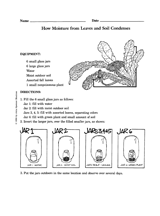 How Moisture from Leaves and Soil Condenses