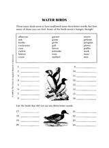 Water Birds