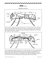 Ant Body Diagram