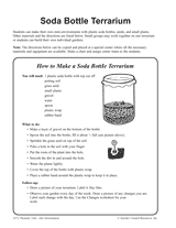 Soda Bottle Terrarium