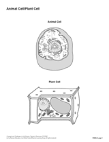 Animal Cell Plant Cell  Blank  Printable Printable  6th   12th