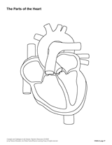 blank circulatory system diagram