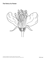 Blank Flower Diagram