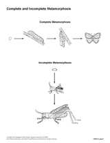 Complete and Incomplete Metamorphosis
