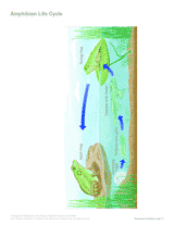 Amphibian Life Cycle (Labeled) Printable