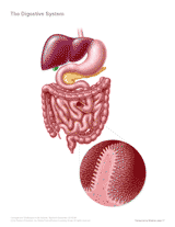 digestive system handout