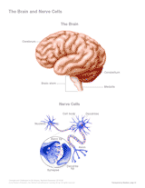 The Brain and Nerve Cells (Labeled) Printable