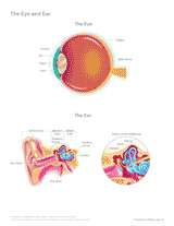 Ear Labeled Diagram