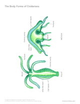 The Body Forms of Cnidarians