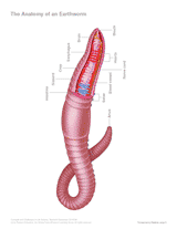 The Anatomy of an Earthworm