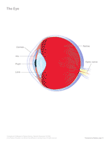 Anatomy of the Human Eye
