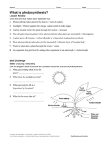 What Is Photosynthesis?