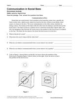 Activity: Communication in Social Bees