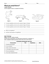 What Are Amphibians?