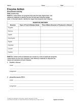 Enzyme Action Activity